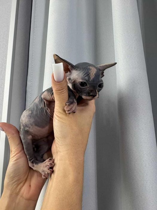 Продажа Сфинксов