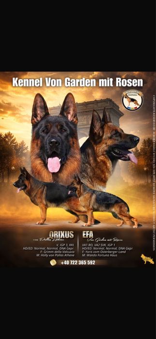 Pui Ciobanesc german de vanzare