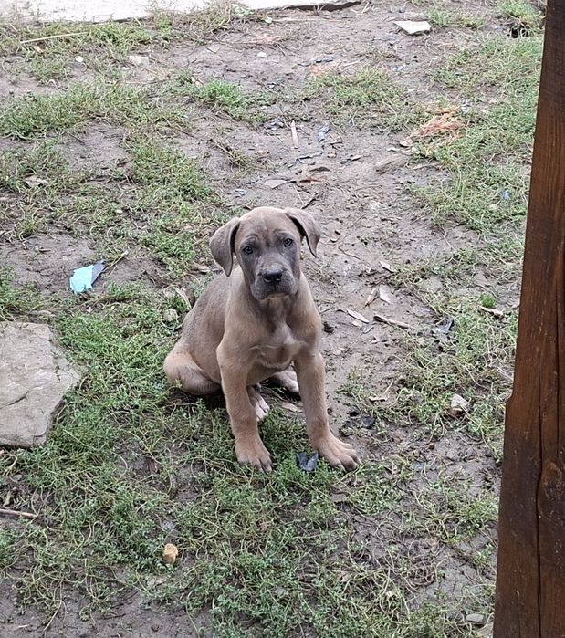 Кане корсо кученца