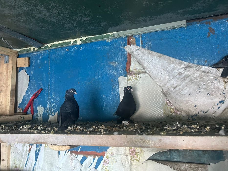 Продам Голуби Бакинский