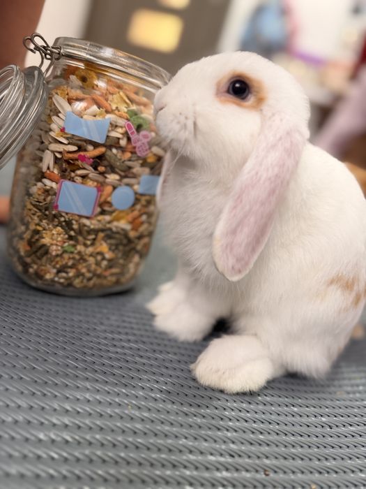 2 Mini lop iepuri femele
