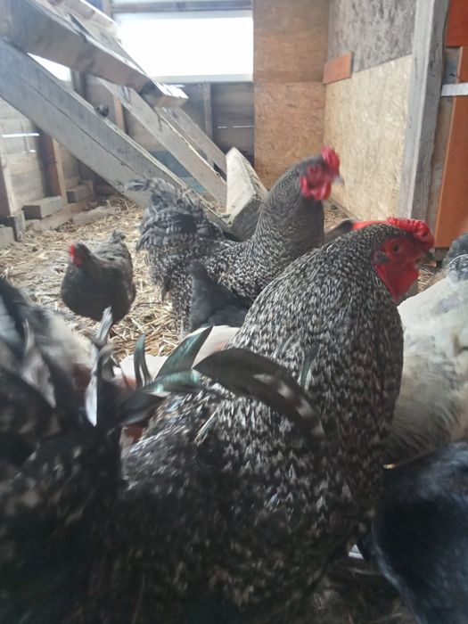 Курьи домашний петух