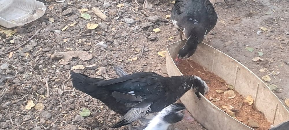 Индоутки срочно мо