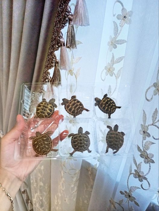 Toshbaqa sotiladi!( Продается черепашки!)