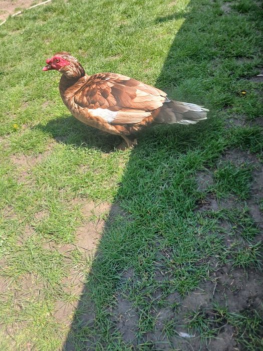 Boboci de rață mută cicolatie si pui de gaină