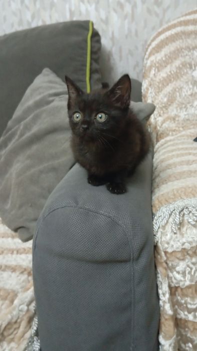 Котятам нужен дом
