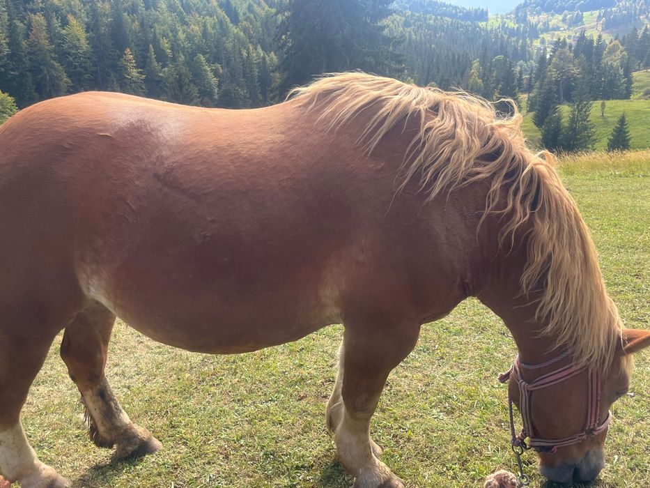 Animale de vânzare