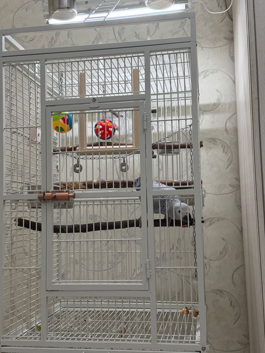 Продам попугая жако
