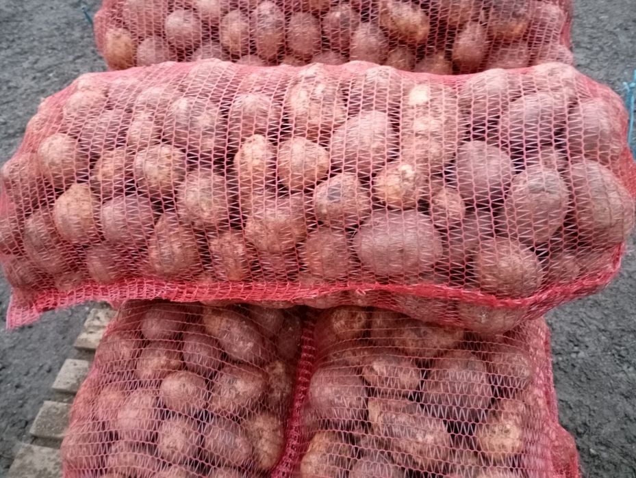 Vând cartofi de consum