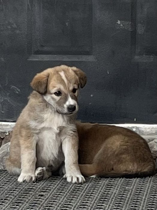 Щенята (девочки)