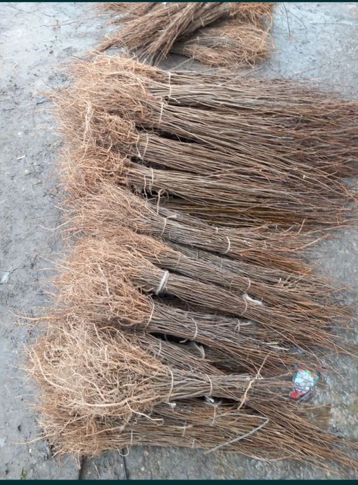 2023 puieți salcam frasin carpen stejar fag paltin tei mesteacăn plop