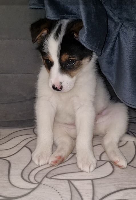 Шкода ищет мампап. Доставлю!