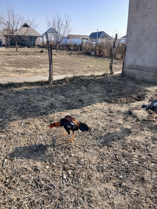 Дакан қораз сатылады