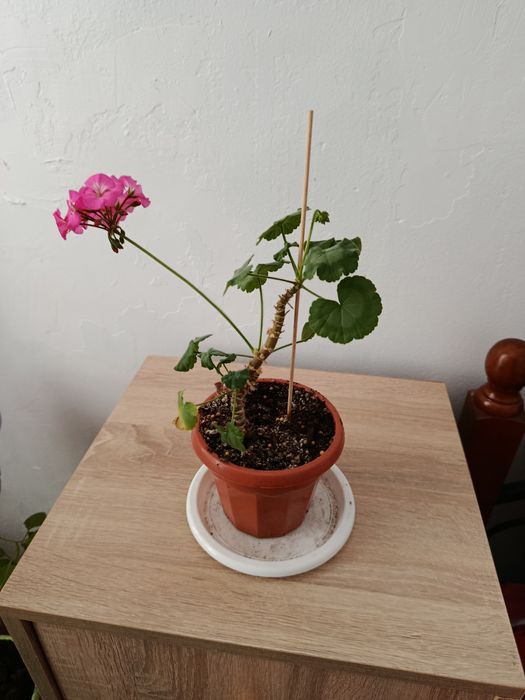 Комнатные растения. Бугенвиллия.Пеларгония.