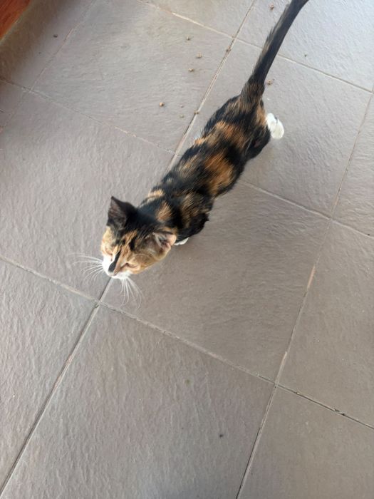 Pisica gratuita spre adoptie