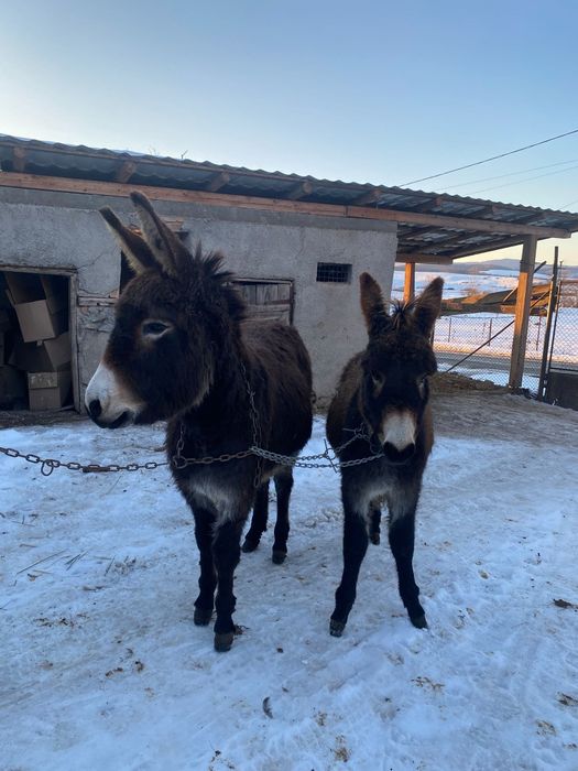 Vând măgărițe tinere