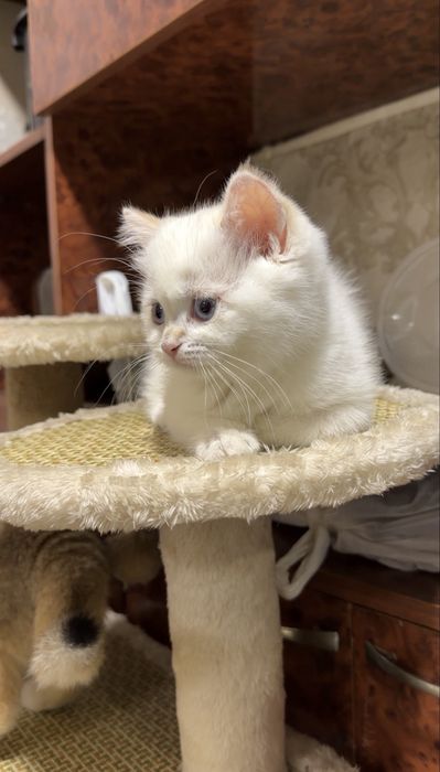 Британская шиншилла