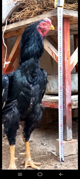 Toza zotlar  6kg o'ynaydi. Bolalari sotiladi