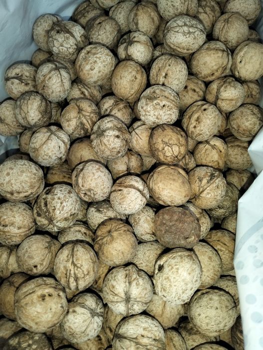 Түлкібастың жаңғағы