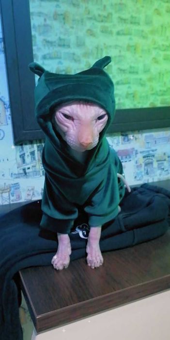 Костюмчик для питомца