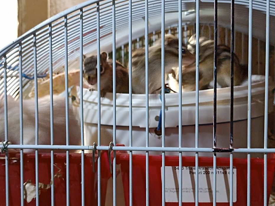 Vînd veverițe siberiene albe și maro , frumoase și jucăușe .