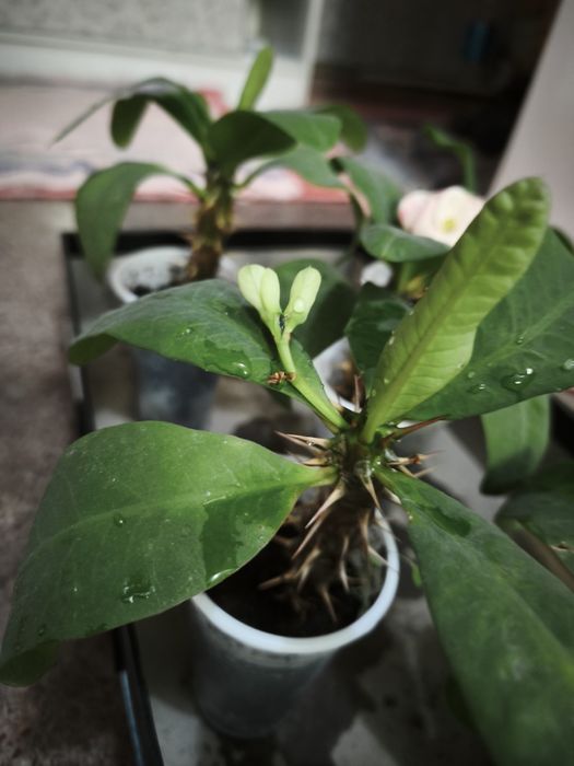 Эуфобия Миля. Молочай