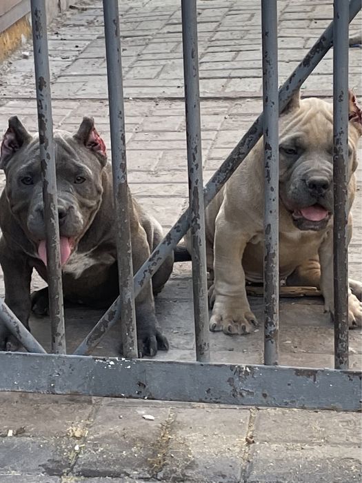 Американский булли