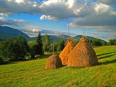 Vand fân de calitate - Recolta 2026 , vrac