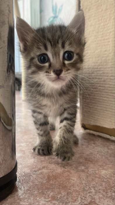 Котенок ищет дом