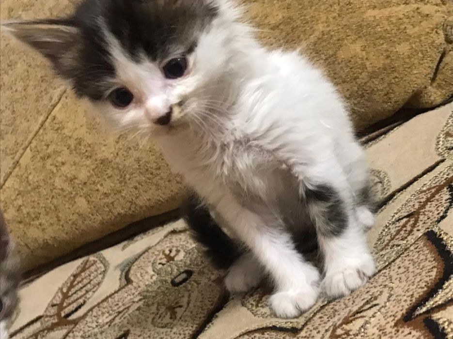 Отдам котят в добрые руки