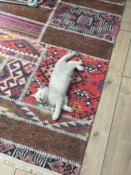 котенок британец