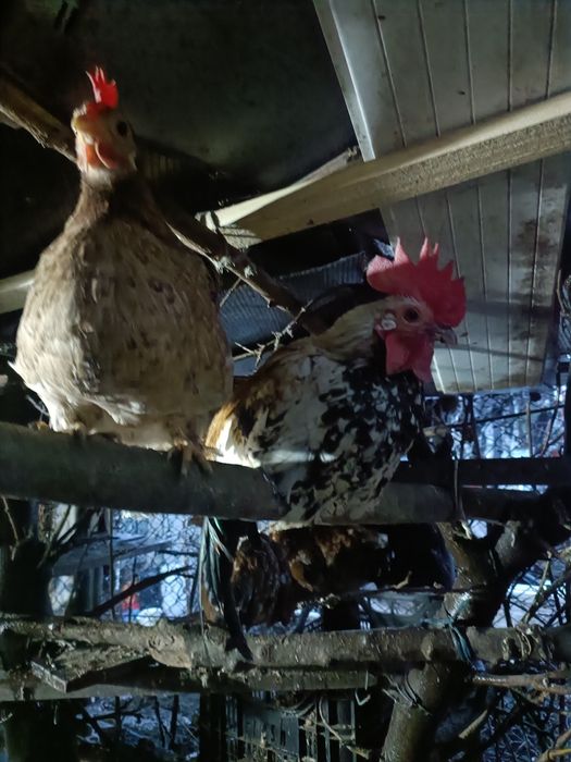 De vânzare găini și cocoșei pitici