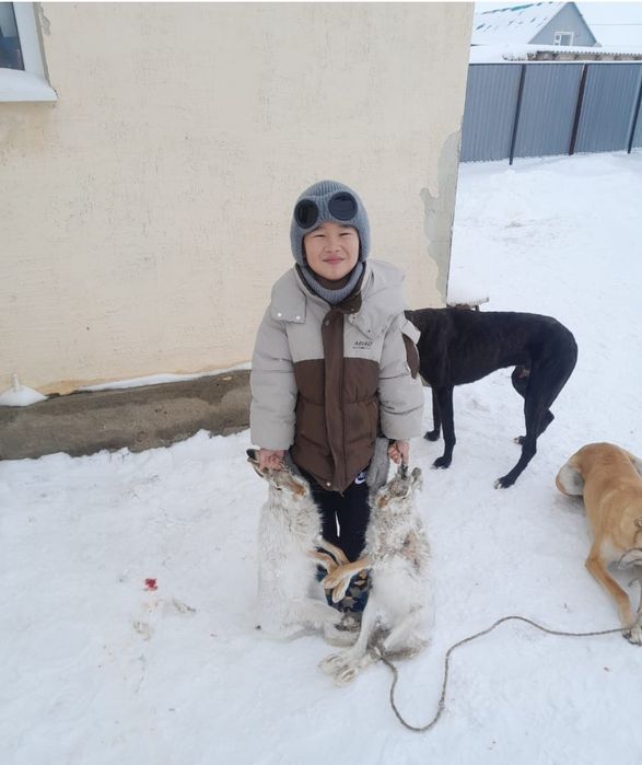 Грей күшіктері сатылады .