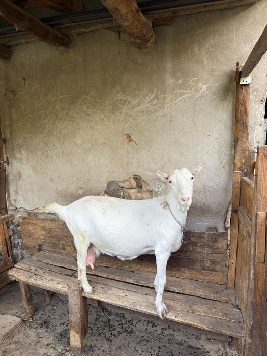 Электростальдағы жезөкшелер