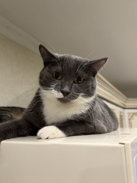 Отдадим кота и кошку в хорошие руки
