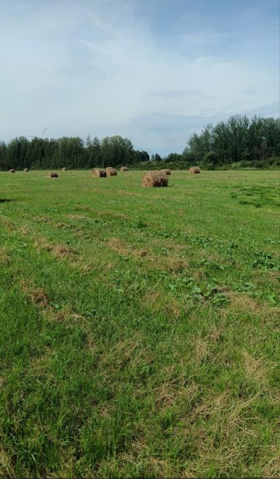 Продам сено луговое