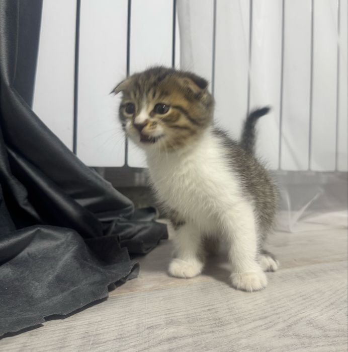 вислоухий котенок