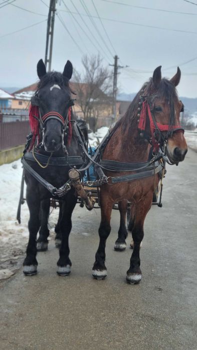 Iapa de vanzare gorj