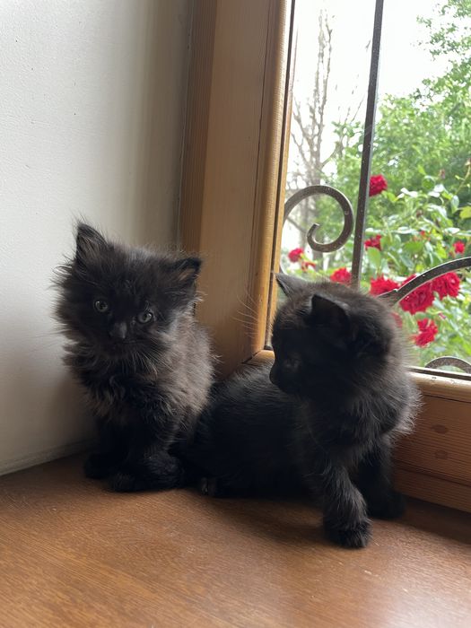 Чёрные котята,маленькие пантеры)