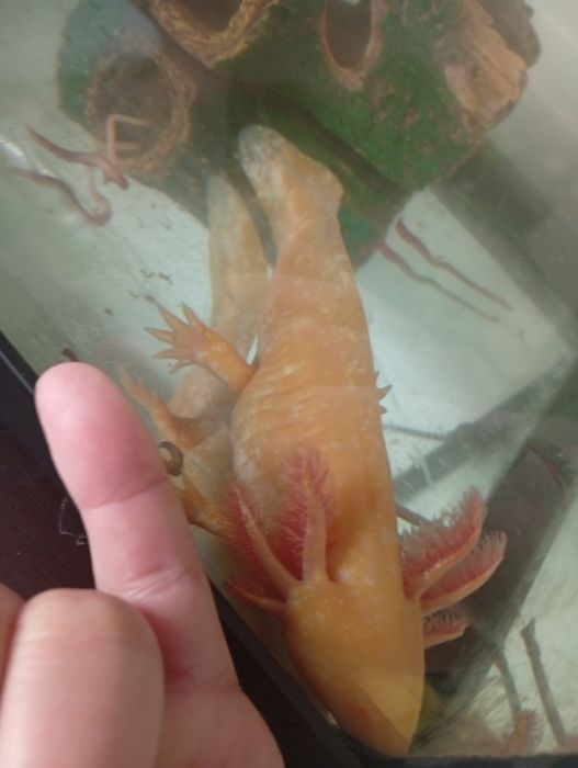 Acvariu de 65l echipat