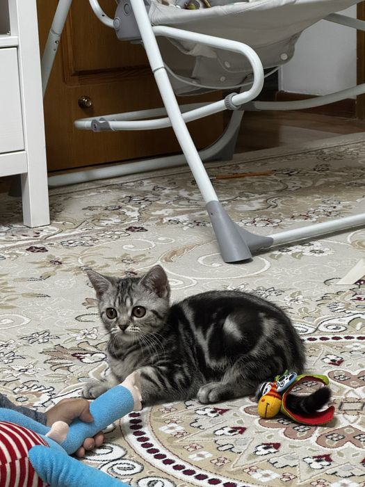 Кошка 3 месяца