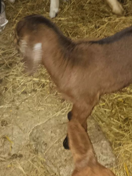 Iezi masculi de rasă anglonubian.