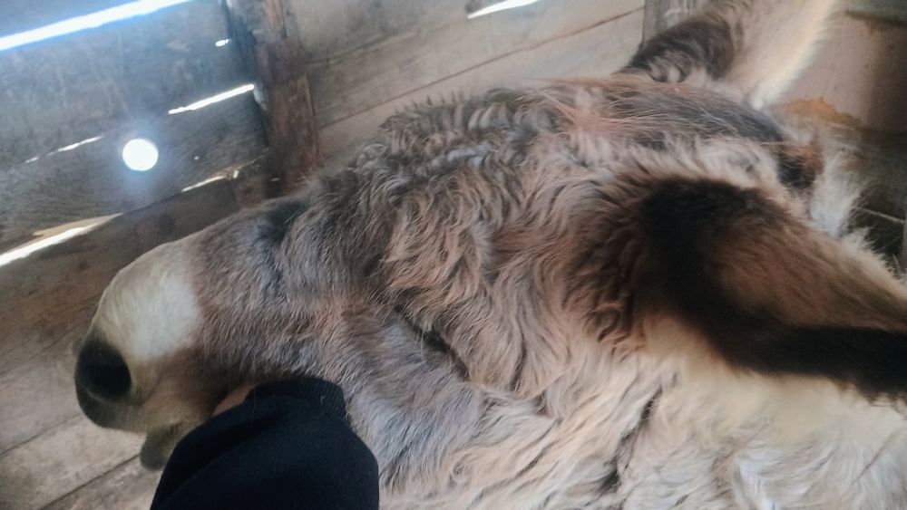 Vând māgar jud olt