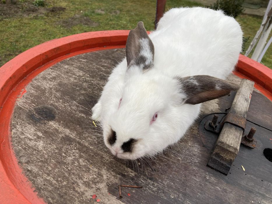 Mascul Urias Maghiar