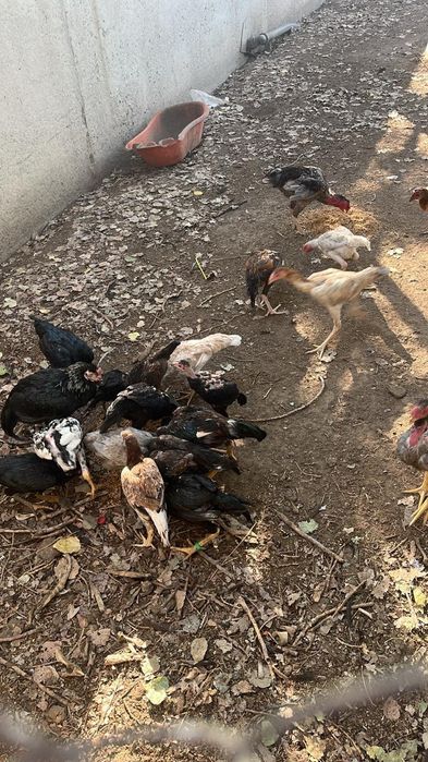 Продам даканы разные цены