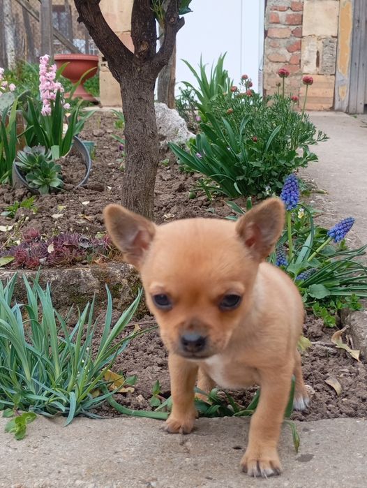 Свободен  женски чихуу пинчер