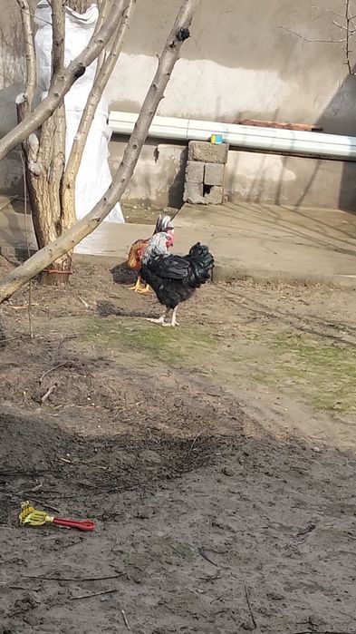 Қораздар сатылады