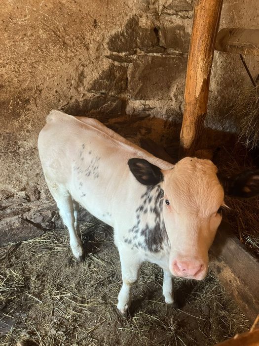 Vacă cu vitel de vanzare.