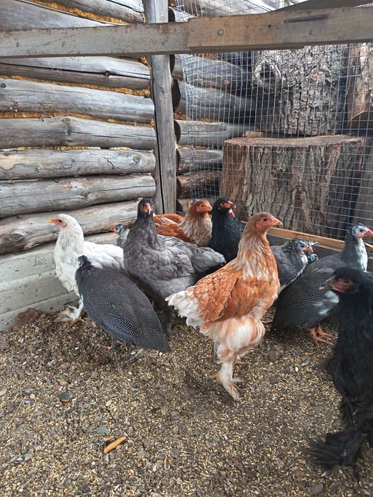 Продам цесарок и браму.