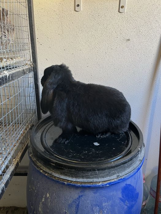 Iepuri berbec german